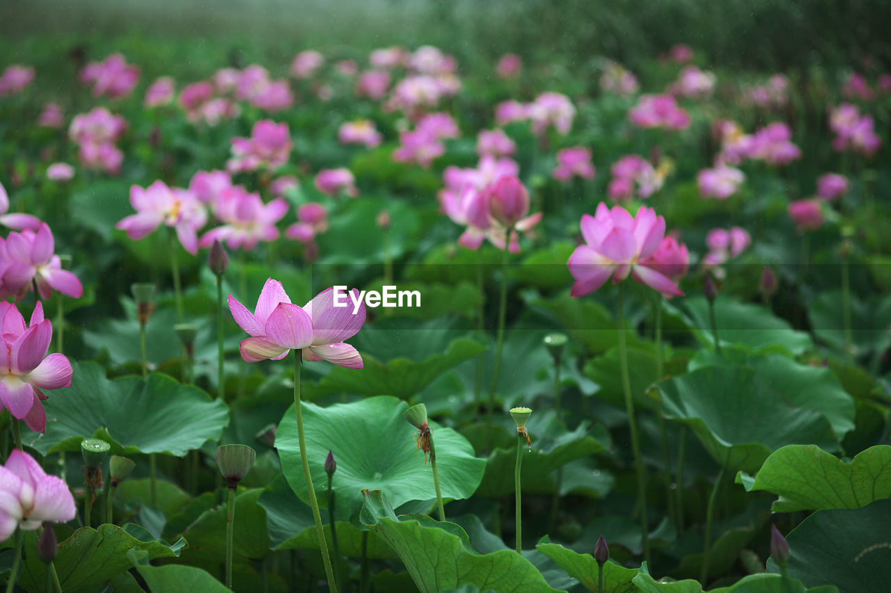 Close-up of pink flowers blooming in field