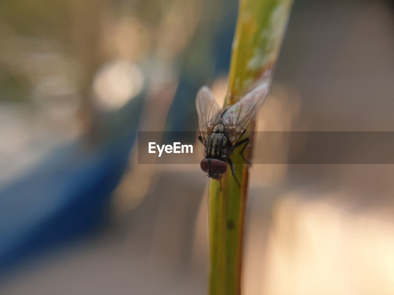 CLOSE-UP OF INSECT ON GREEN PLANT