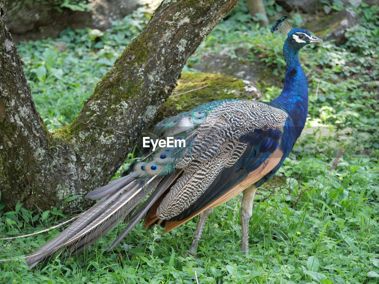 PEACOCK ON TREE TRUNK