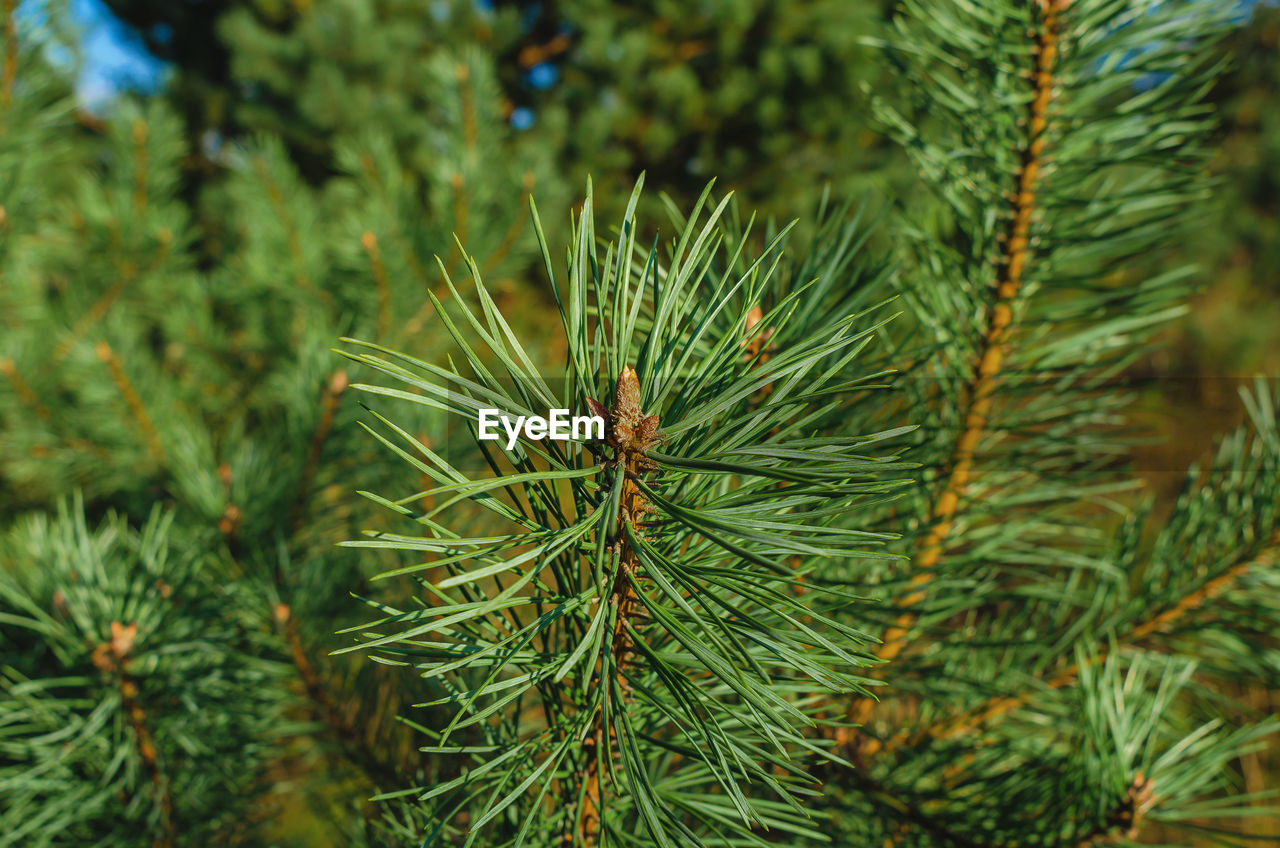 tree, plant, pine tree, coniferous tree, spruce, pinaceae, green, nature, fir, christmas tree, branch, growth, needle - plant part, no people, focus on foreground, close-up, forest, beauty in nature, day, evergreen, pine, outdoors, leaf, pine cone, plant part, tranquility