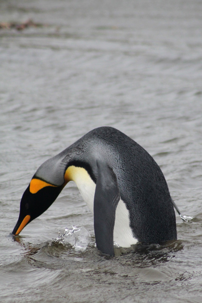 King penguin in sea