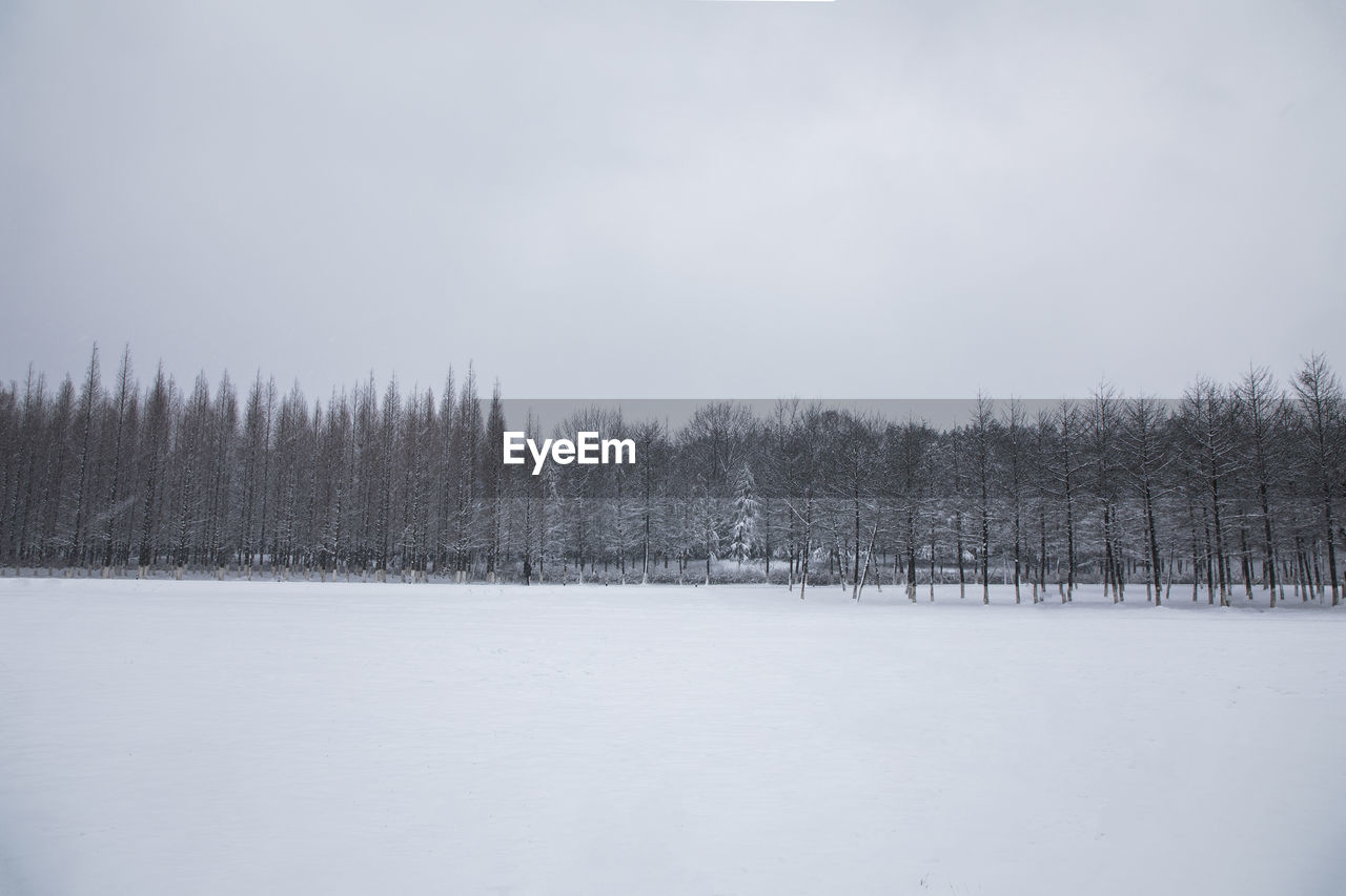 TREES ON SNOW AGAINST CLEAR SKY