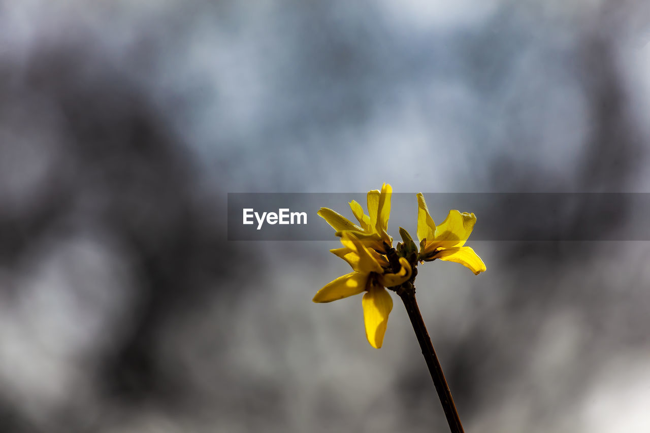 Close-up of yellow flowering plant