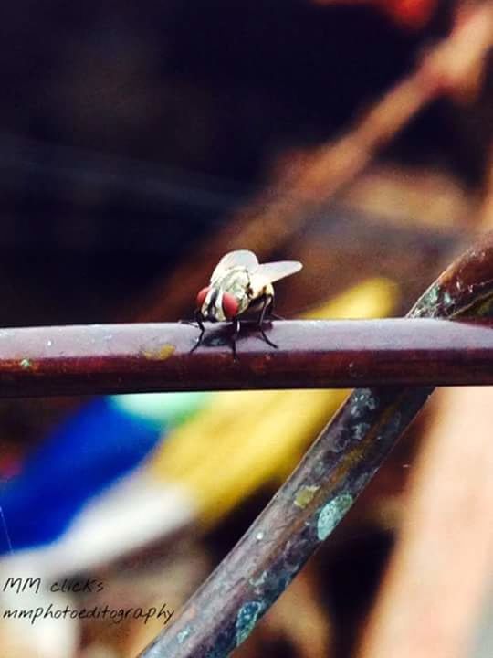 CLOSE-UP OF BIRD PERCHING ON WOOD