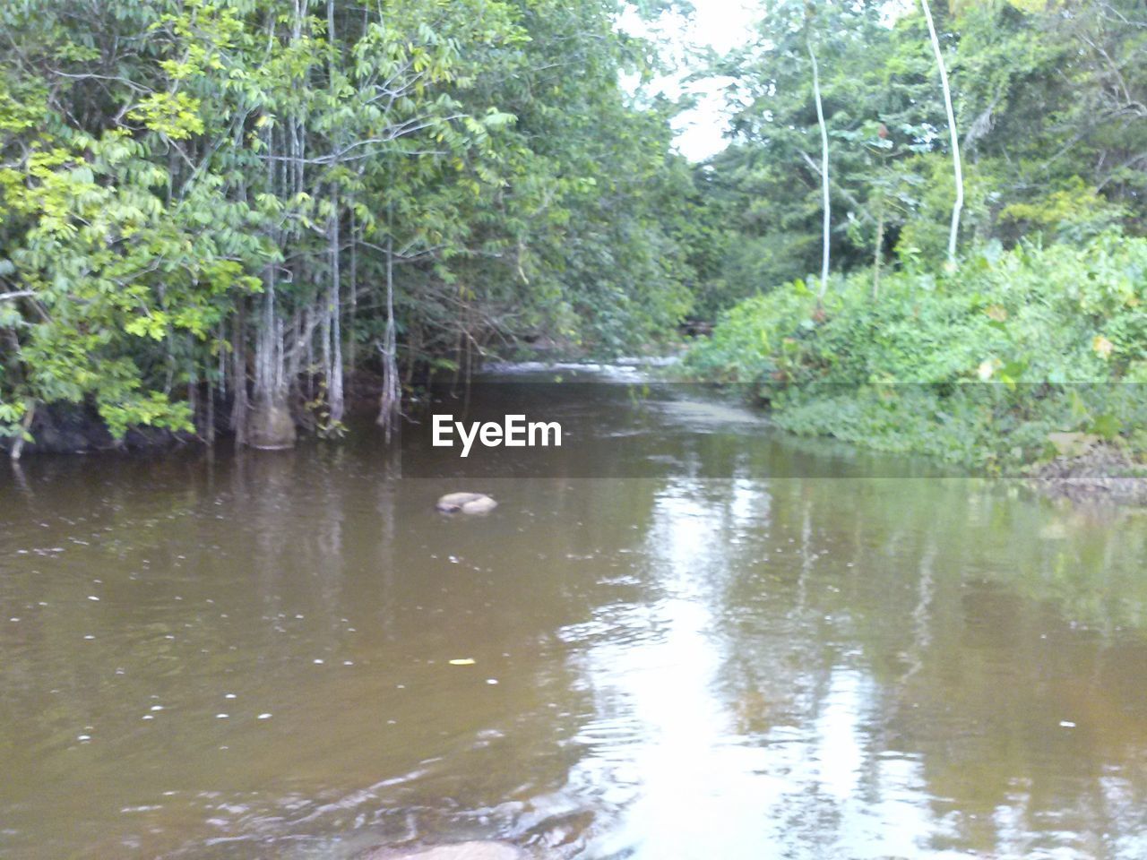 VIEW OF CANAL IN FOREST