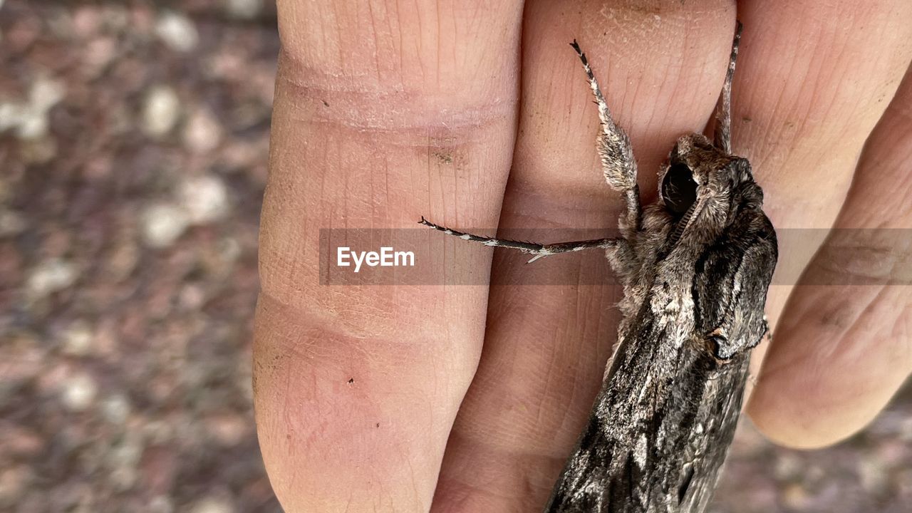 hand, one person, close-up, animal wildlife, animal, finger, animal themes, one animal, focus on foreground, wildlife, day, nature, insect, limb, human leg, outdoors, arm, jewelry, land, adult, holding