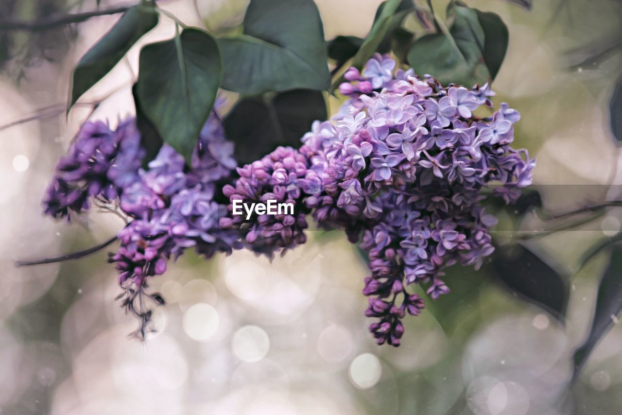 CLOSE-UP OF PURPLE FLOWER PLANT