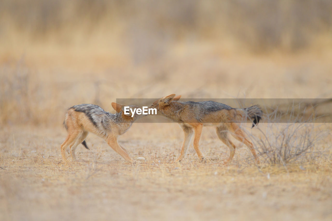 VIEW OF TWO BIRDS RUNNING