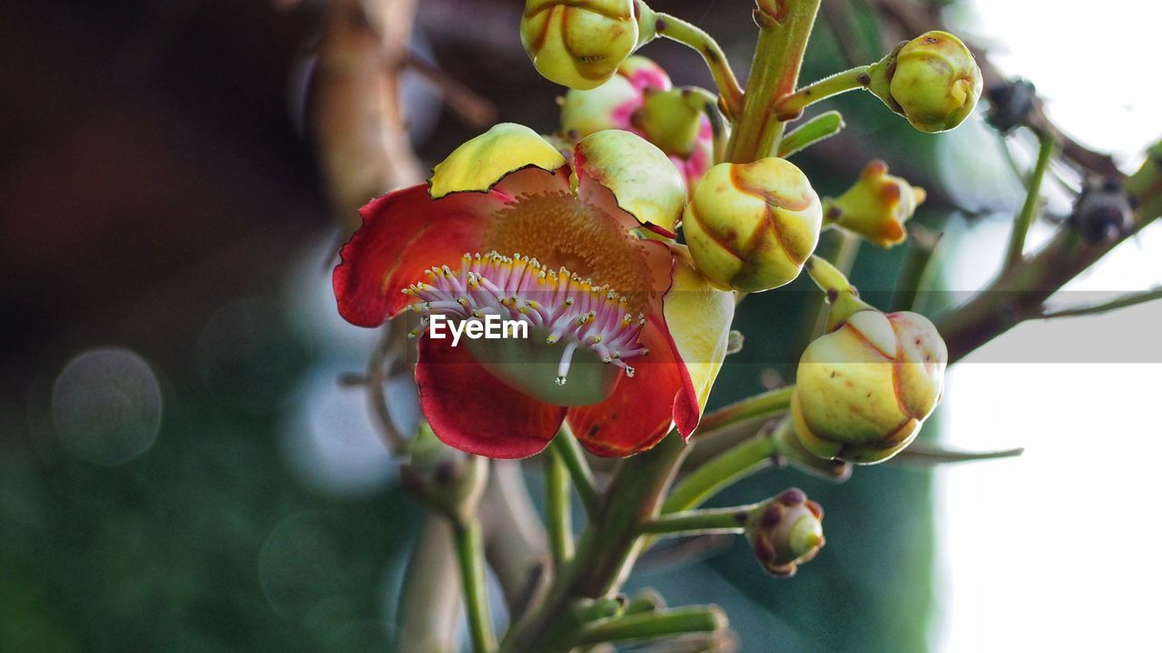 Close-up of red flowering plant