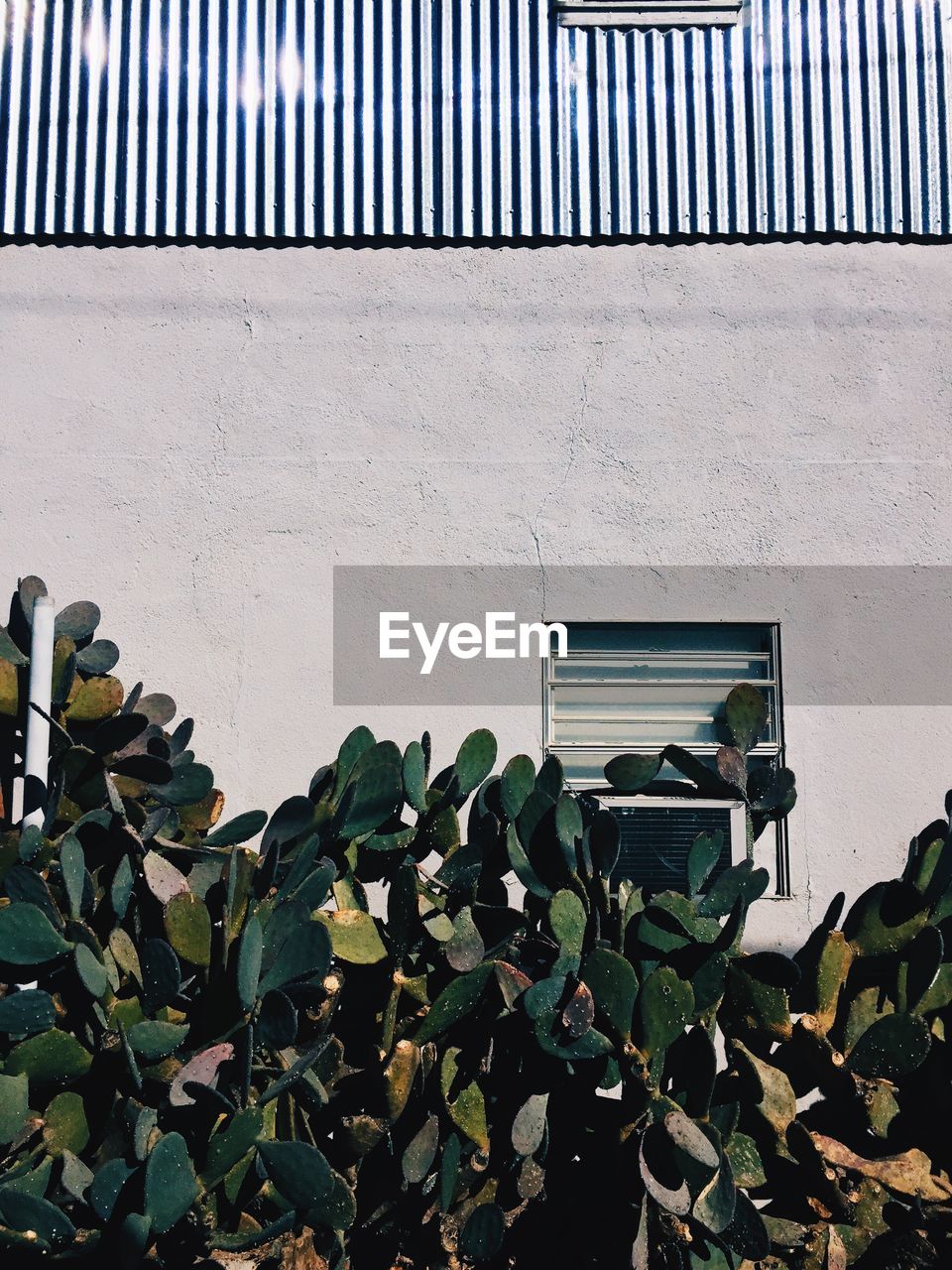 Cactus growing outside building