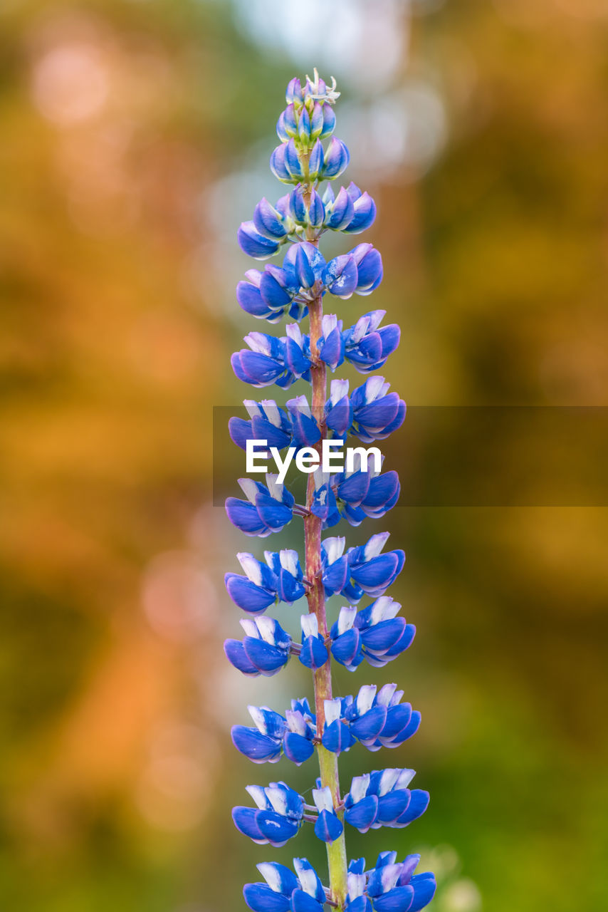 Lupine flower in evening sunset light. beautiful colours