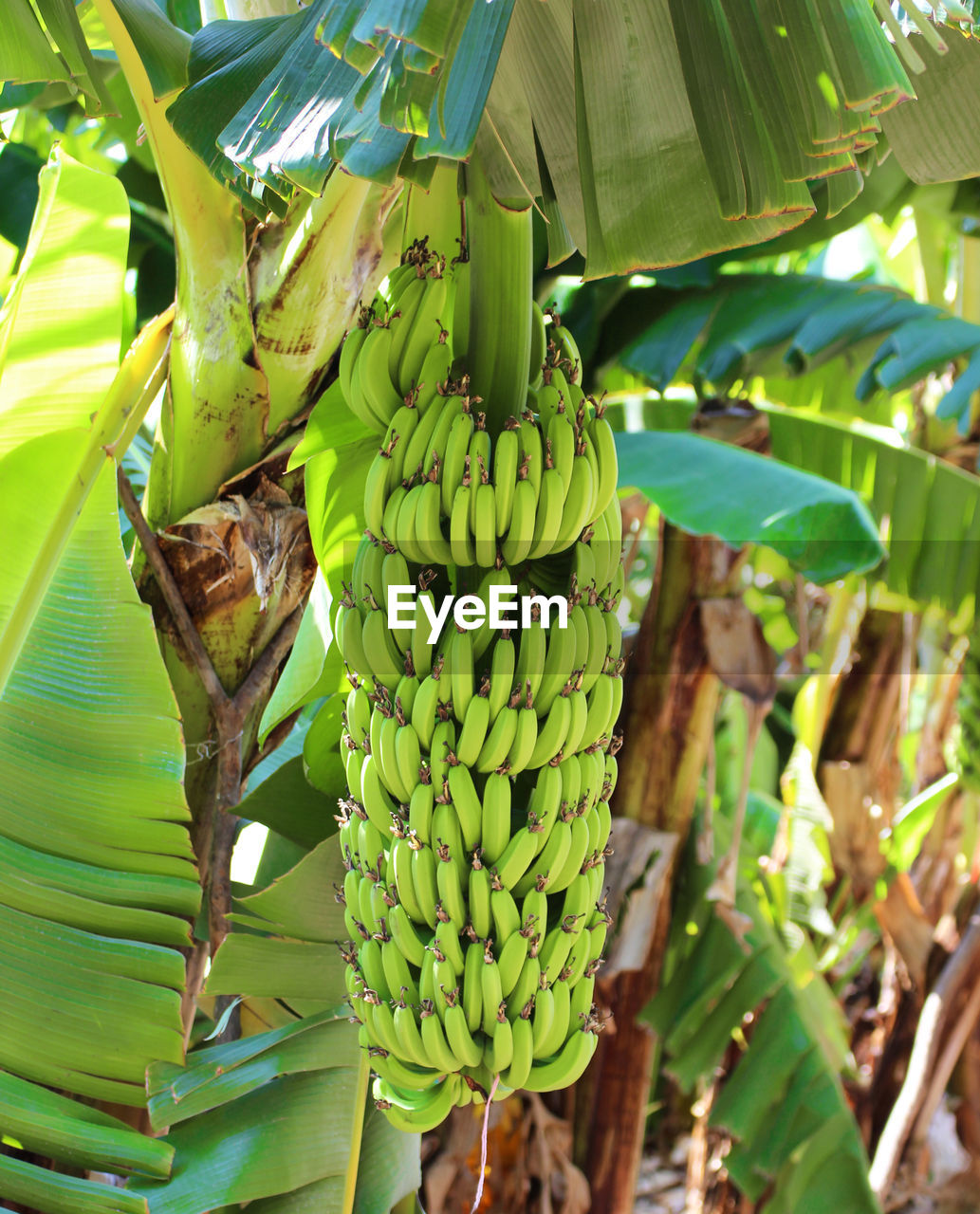 GREEN FRUITS HANGING FROM TREE