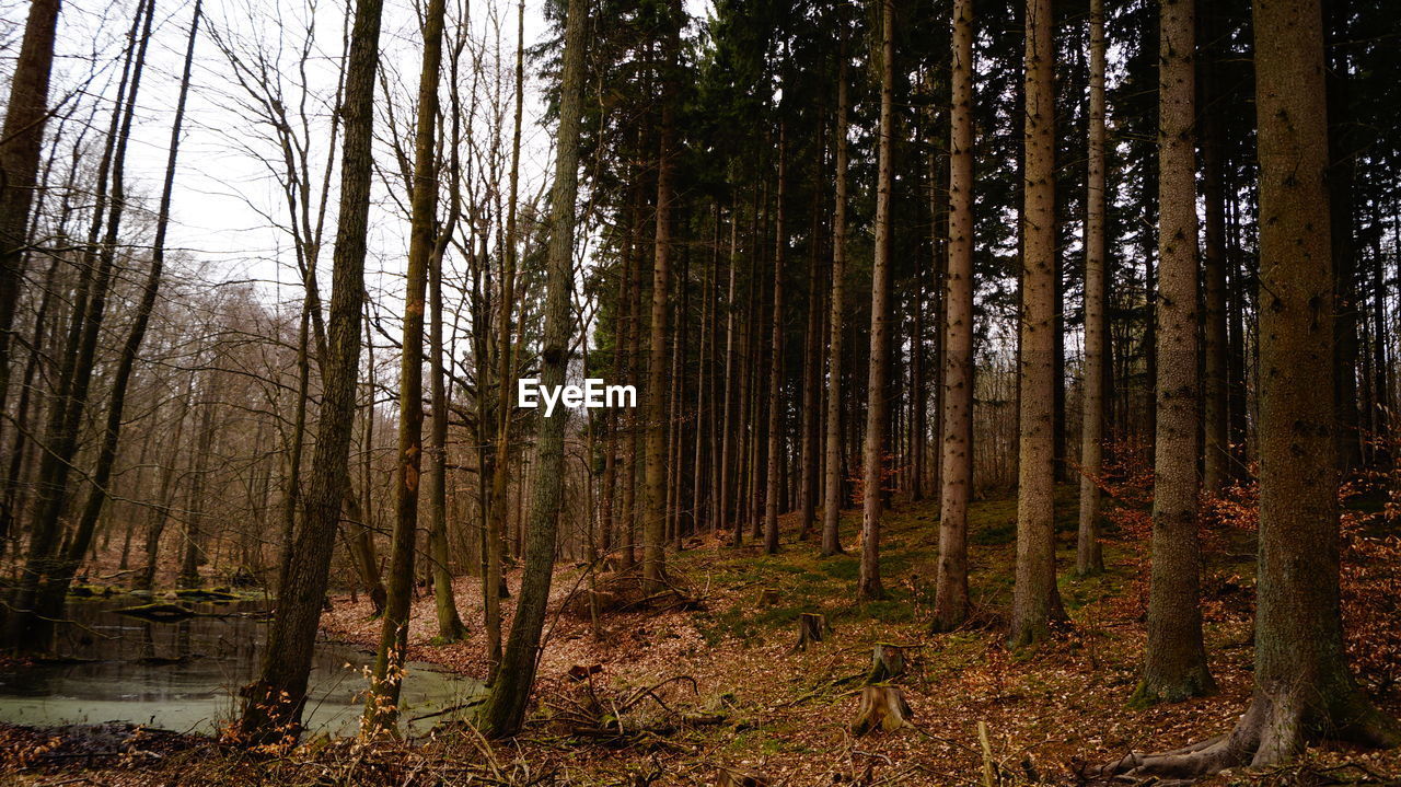 TREES GROWING IN FOREST