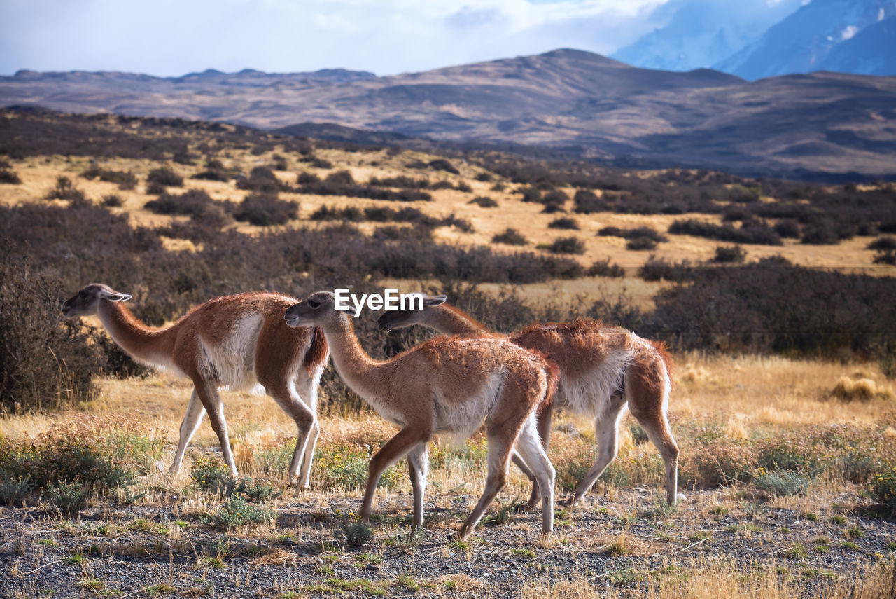 Horses in a field