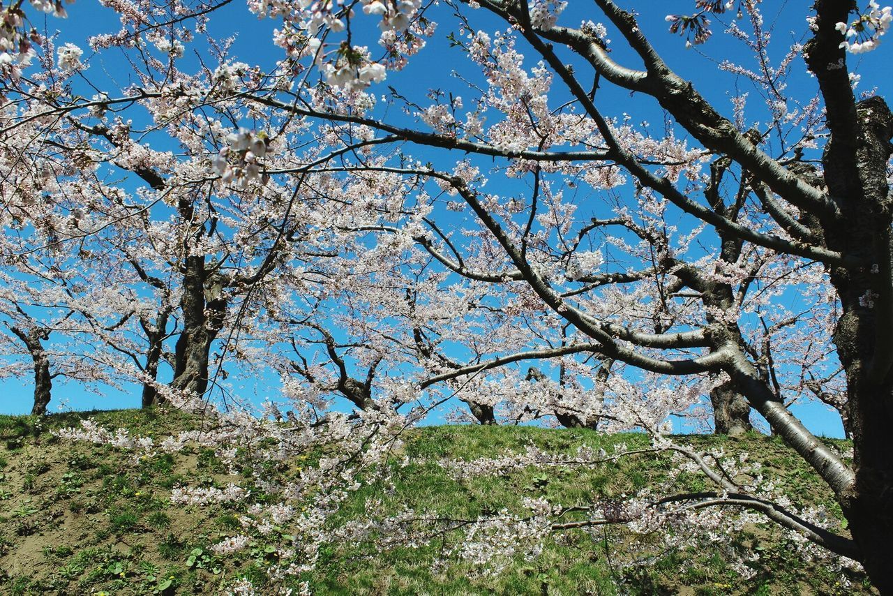 LOW ANGLE VIEW OF FLOWER TREE AGAINST CLEAR SKY