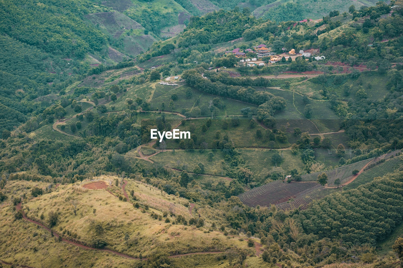 High angle view of trees on field