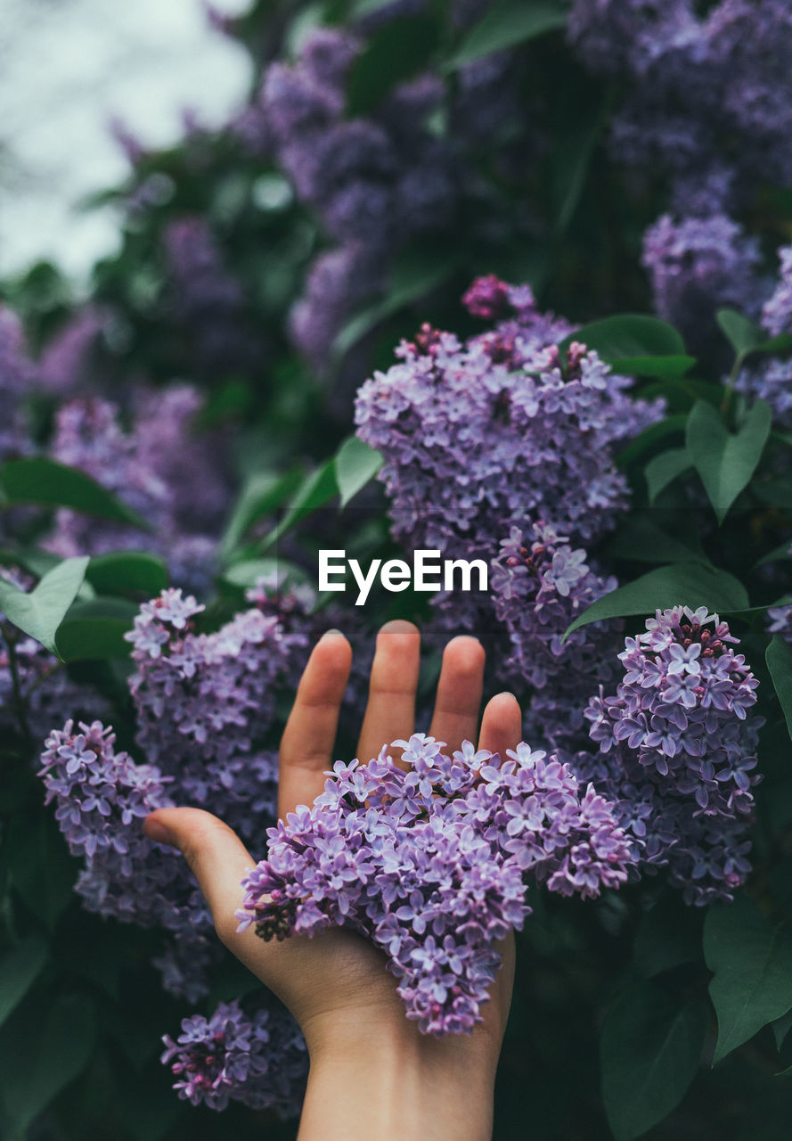 Cropped hand touching purple lilacs blooming outdoors