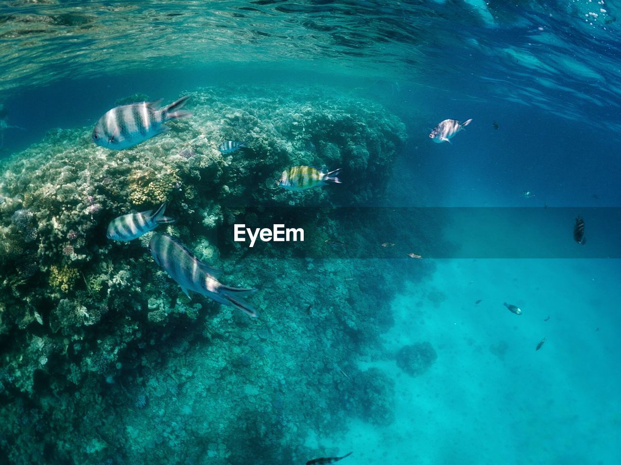 UNDERWATER VIEW OF FISH SWIMMING