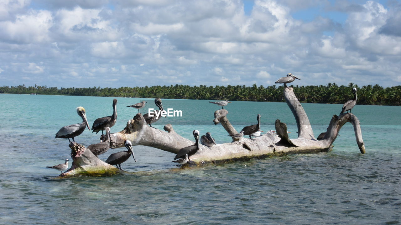 Pelicans and seagulls perching on driftwood in sea against sky
