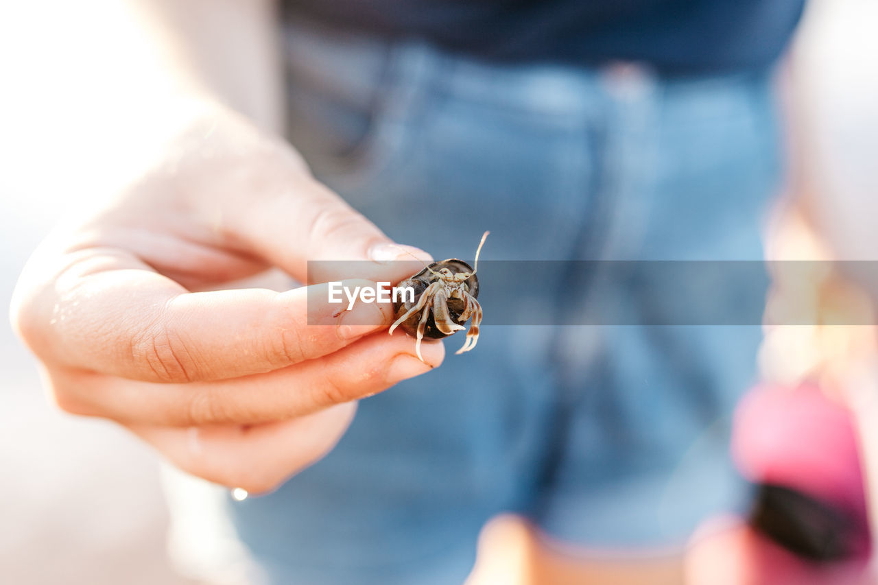Midsection of man holding hermit crab