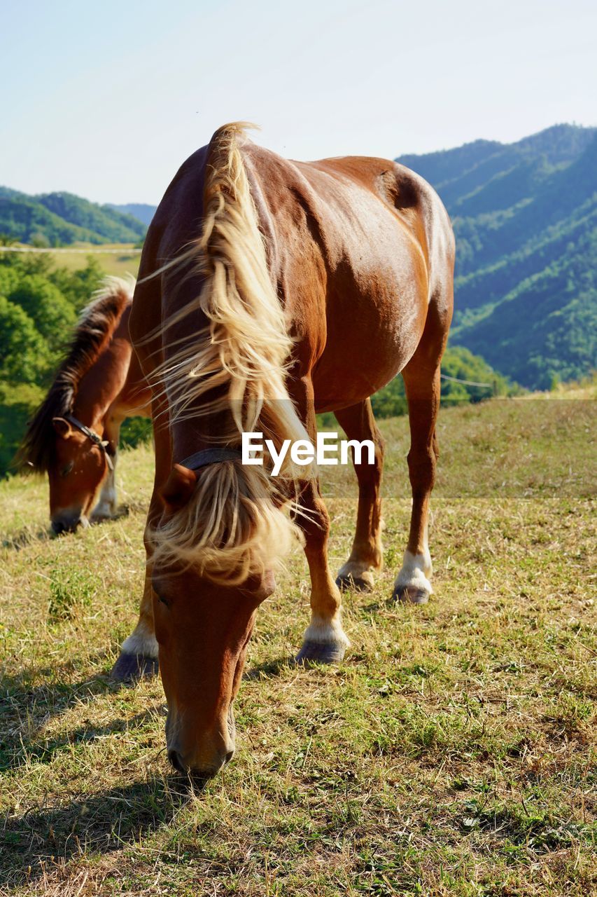 Horse grazing in ranch