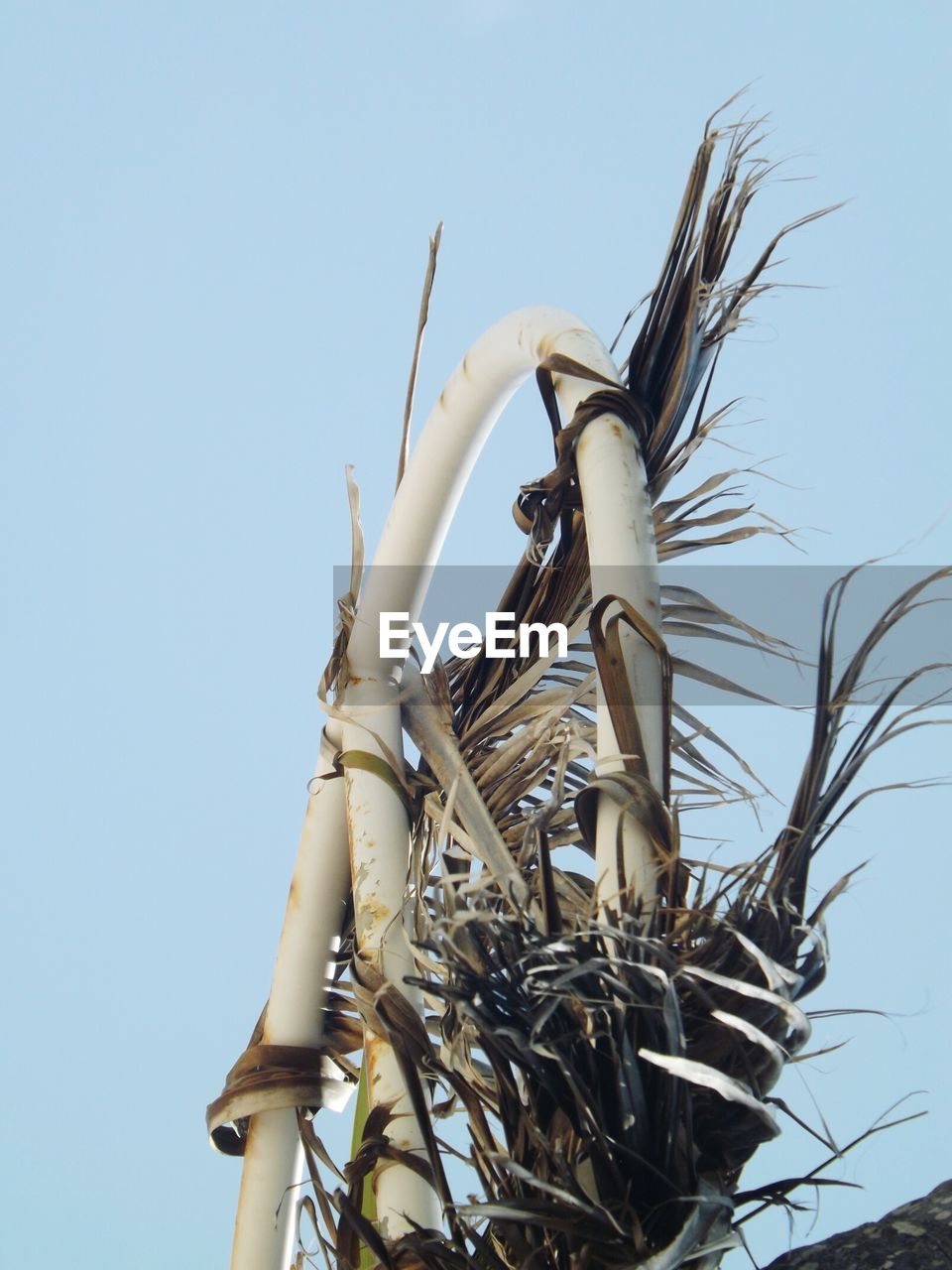 Low angle view of dry plants stuck on metal against clear sky