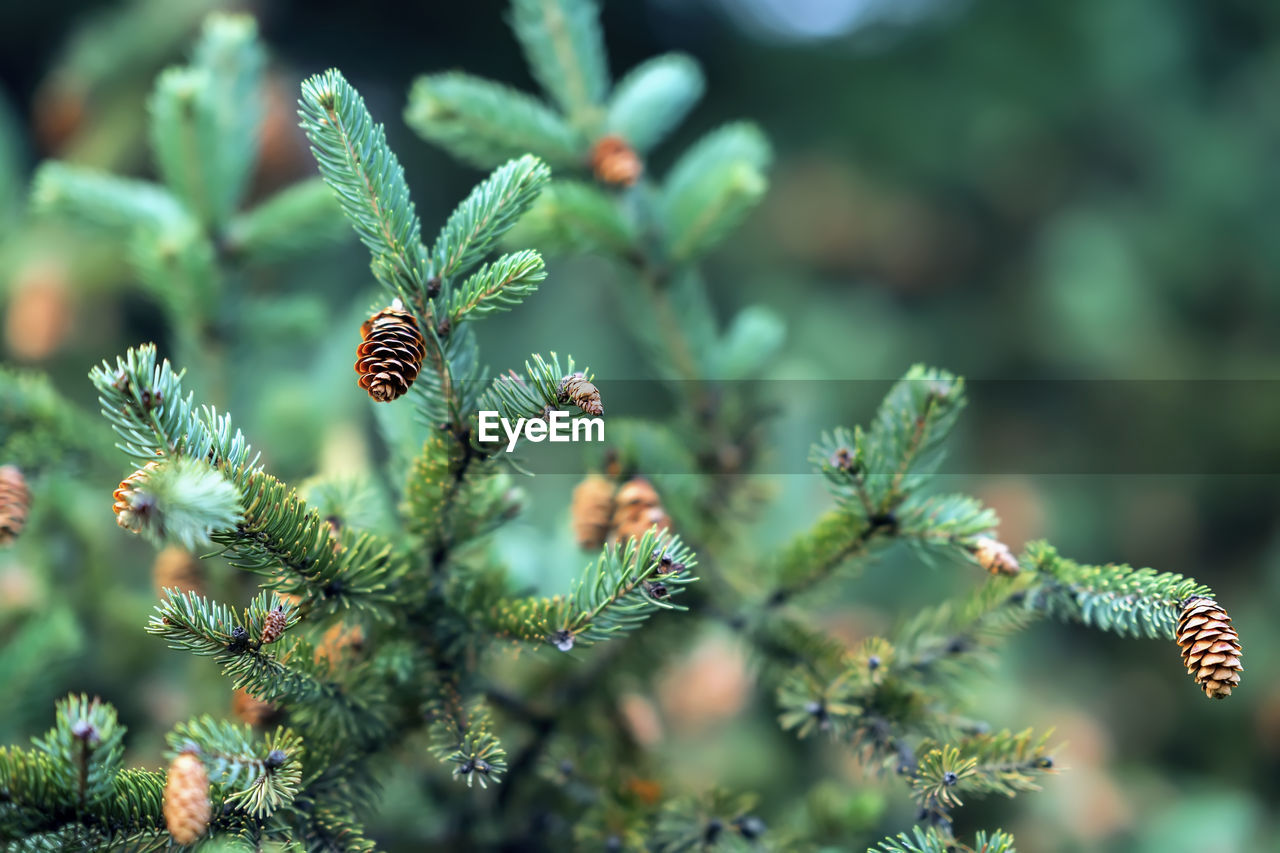 Close-up of pine tree