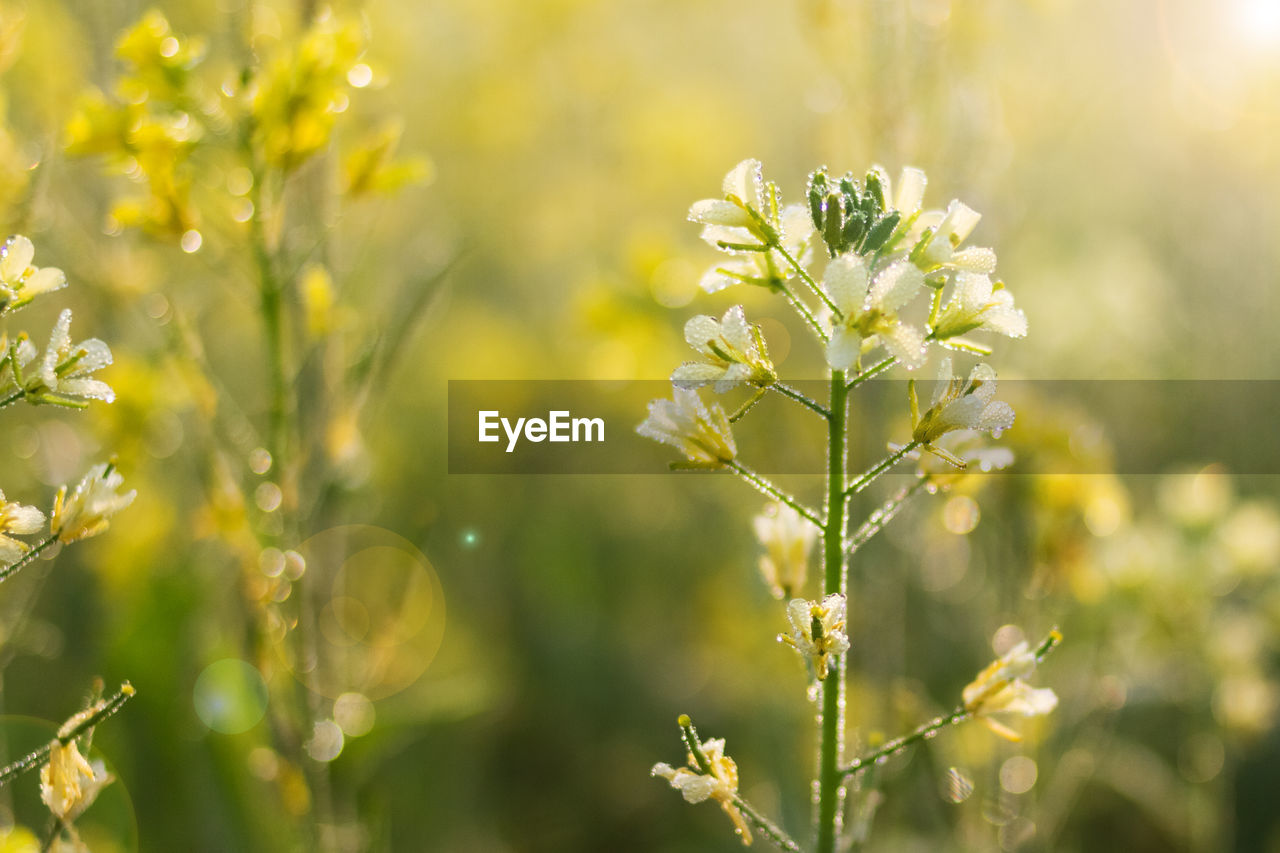 CLOSE-UP OF YELLOW PLANT