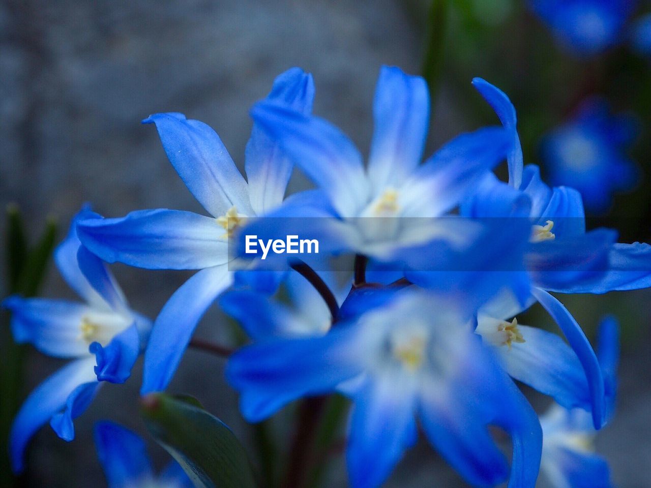 Close-up of purple flowers