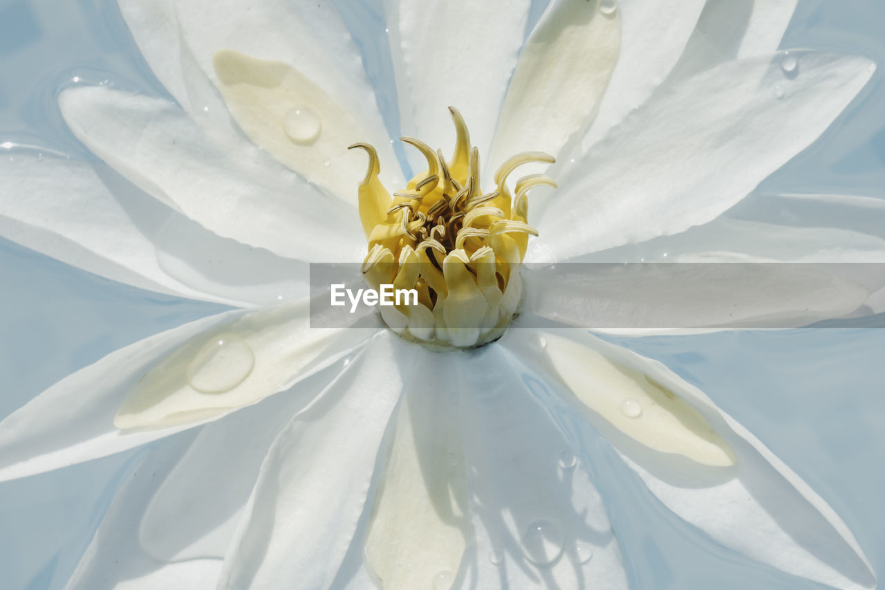 Close-up of white flower