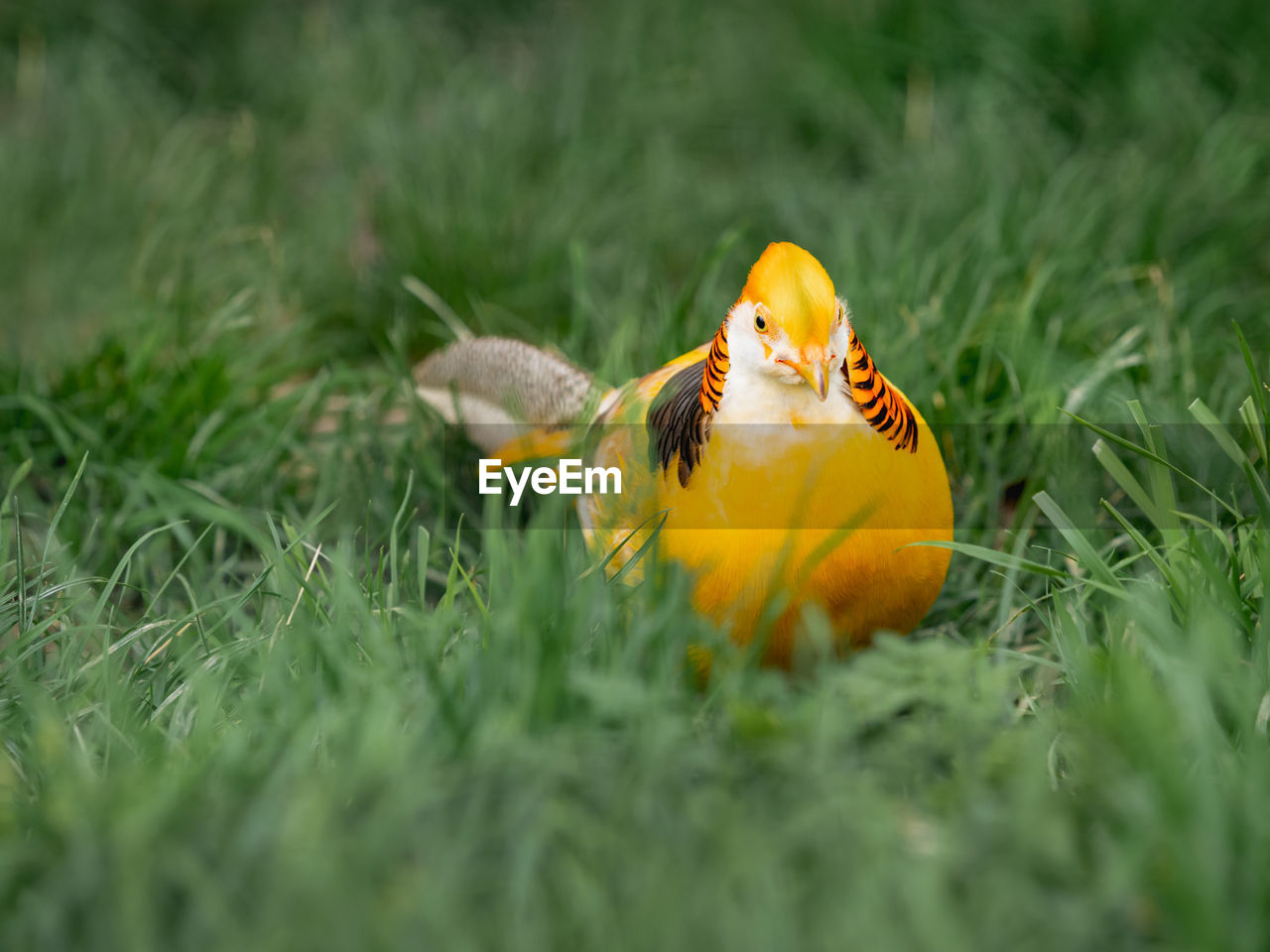 grass, yellow, plant, flower, nature, animal, selective focus, animal themes, macro photography, lawn, meadow, no people, bird, green, outdoors, water bird, land, wildlife, one animal, toy, animal wildlife, field, day, representation, duck