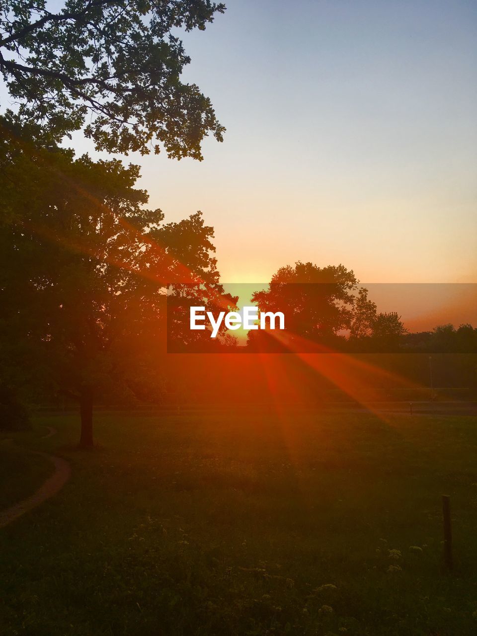 TREES GROWING ON FIELD AGAINST SKY AT SUNSET