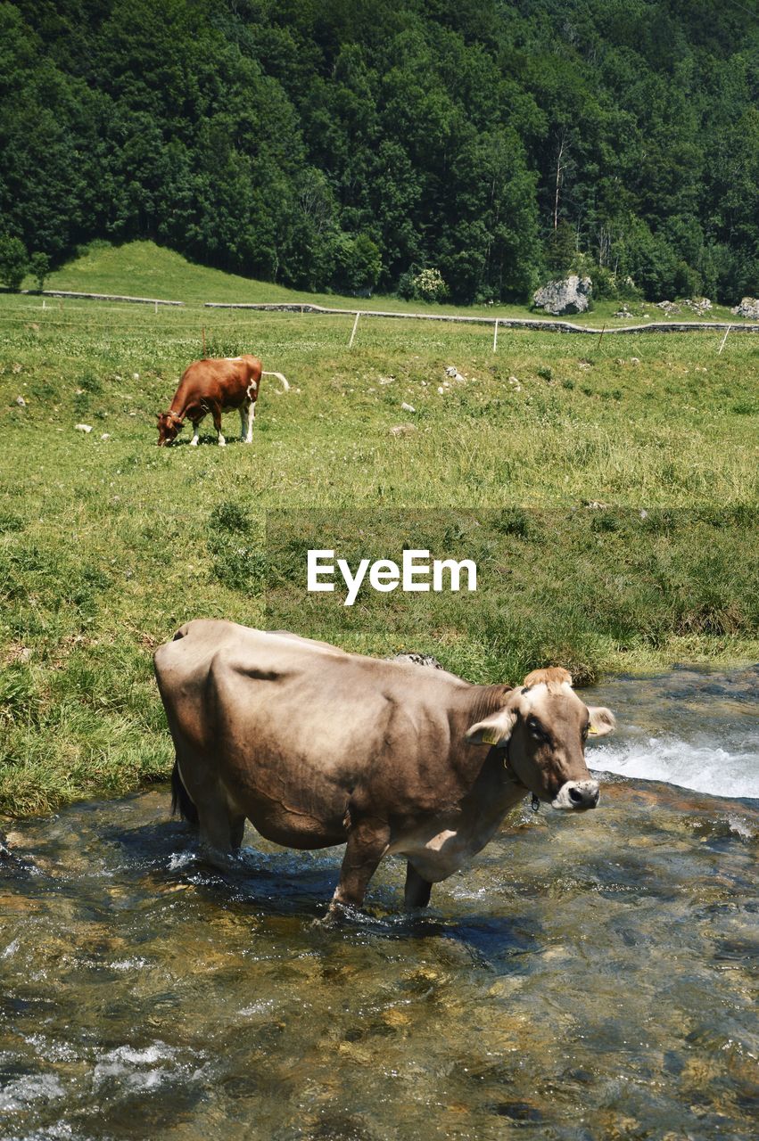 Cows in a field, one cooling off in the river in the summer