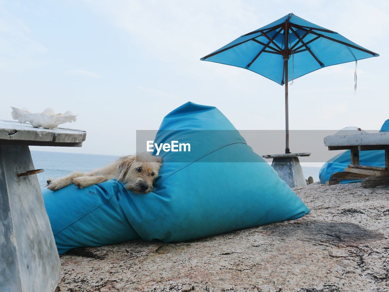 View of dog on the beach