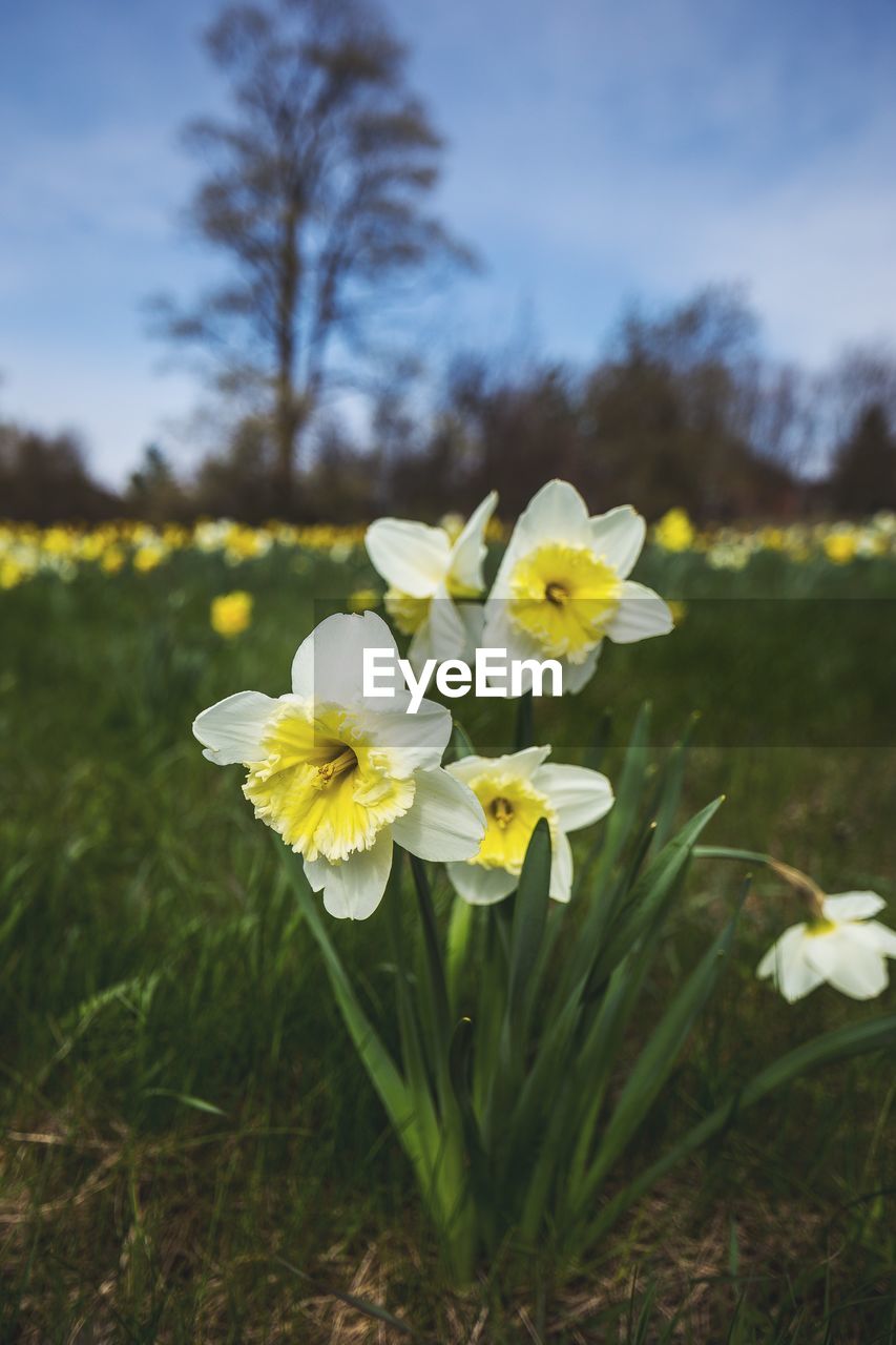 Close-up of yellow flowers blooming on field