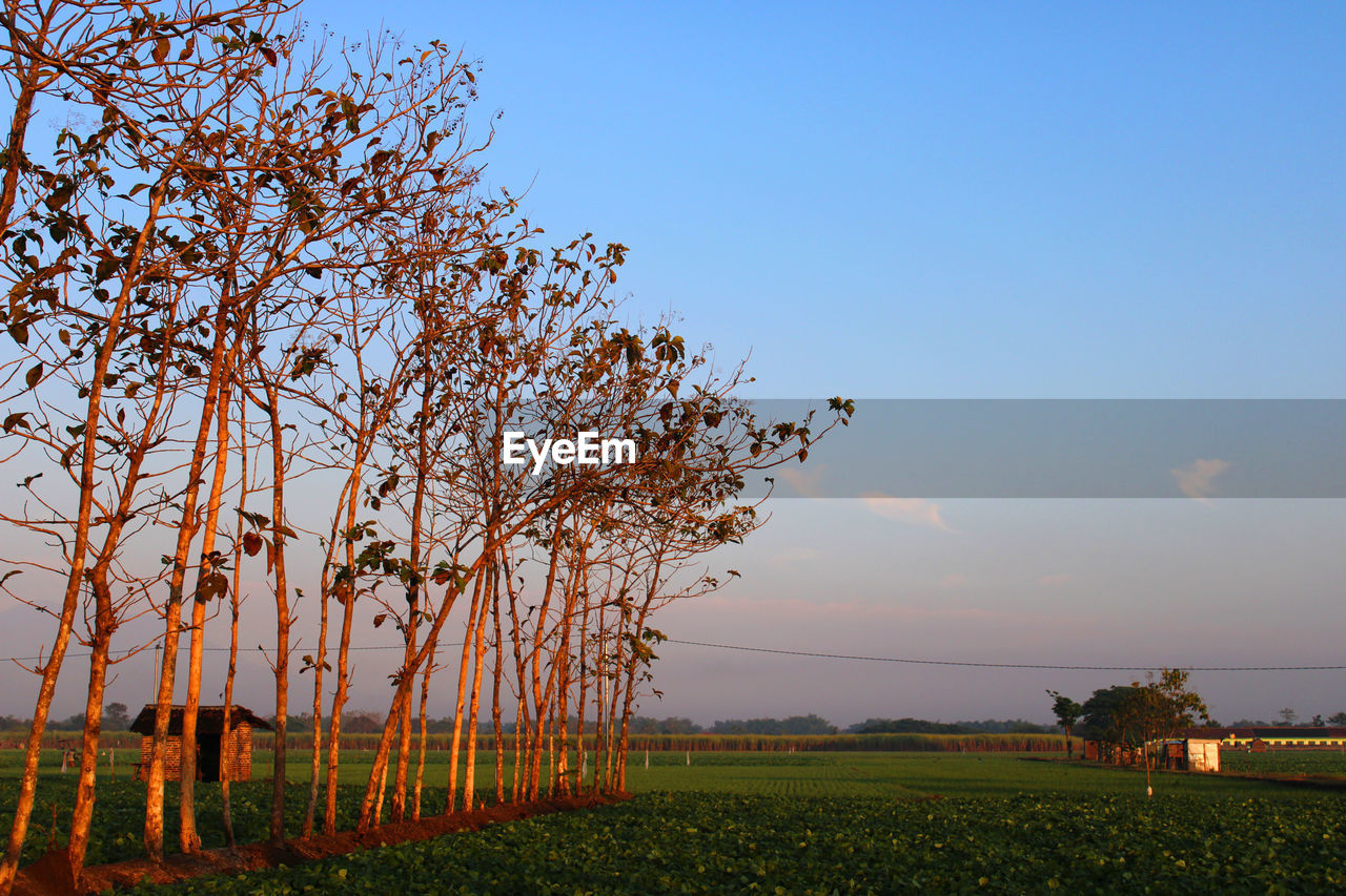 Trees on field against sky during sunset