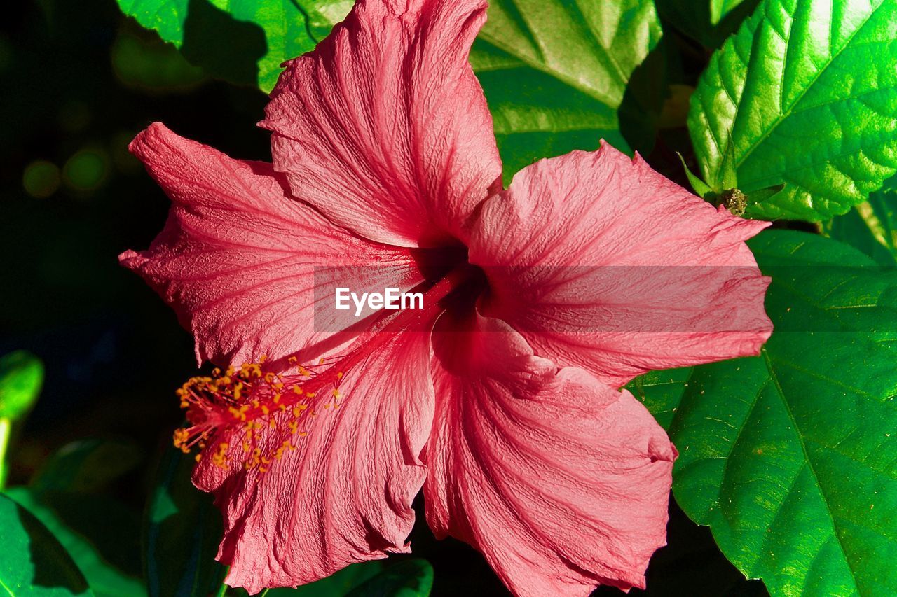 CLOSE-UP OF PINK HIBISCUS BLOOMING