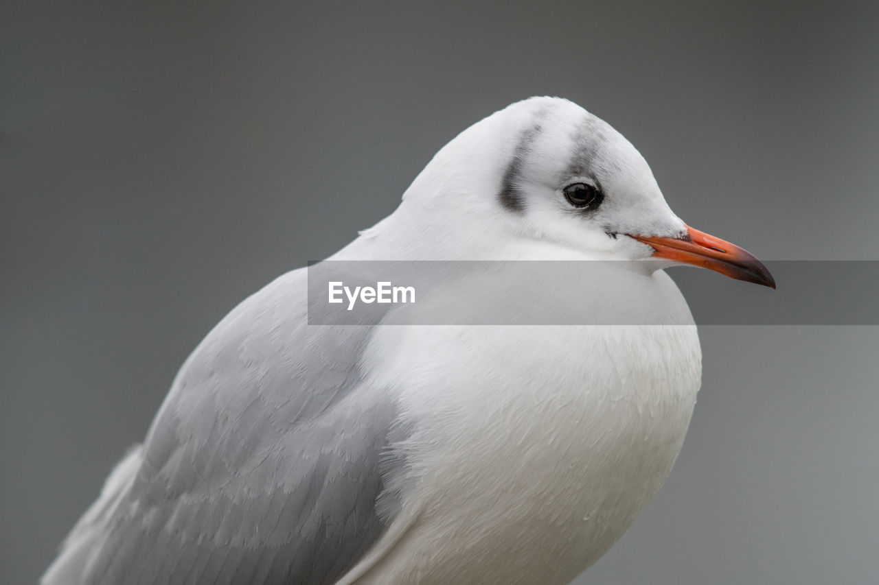 CLOSE-UP OF WHITE SEAGULL