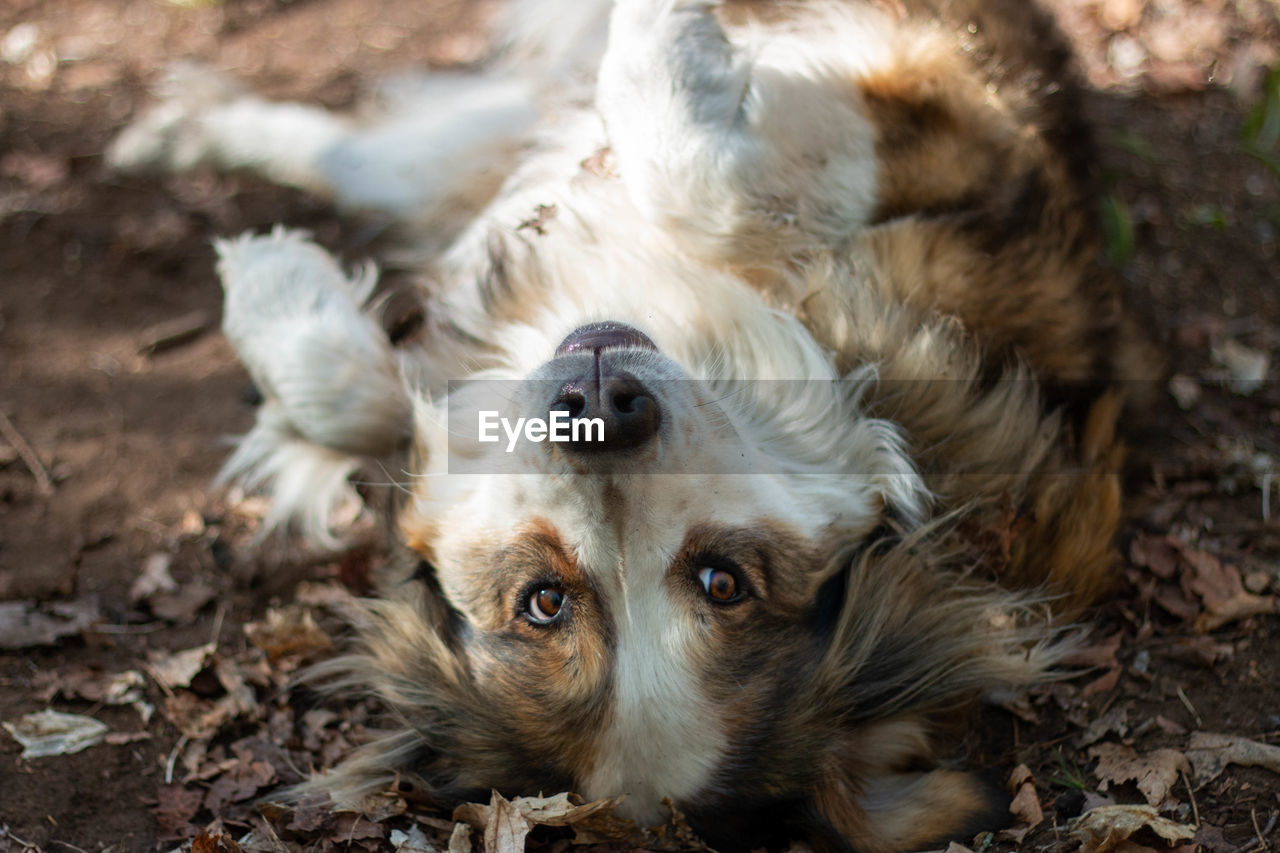 High angle view of dog lying on field