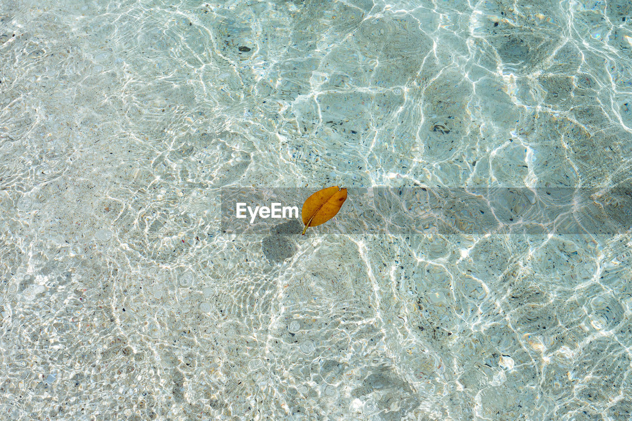 Dry leaf floating on clear sea water abstract