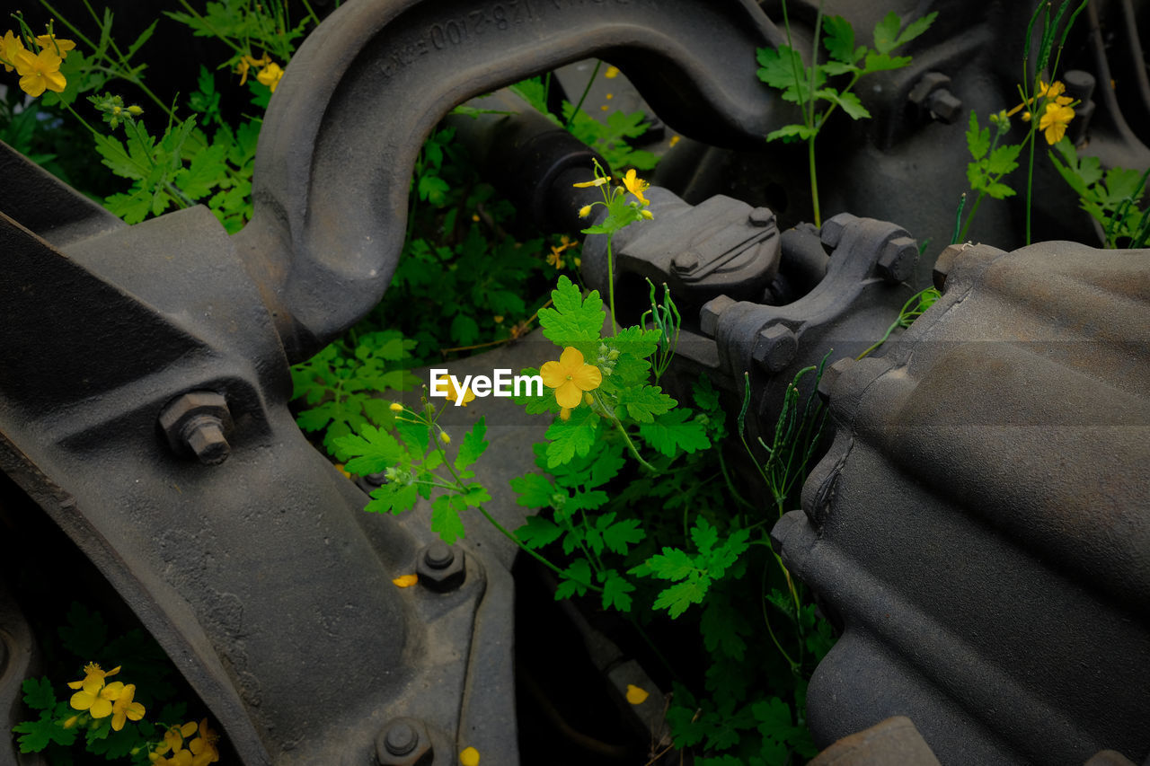 HIGH ANGLE VIEW OF PLANTS