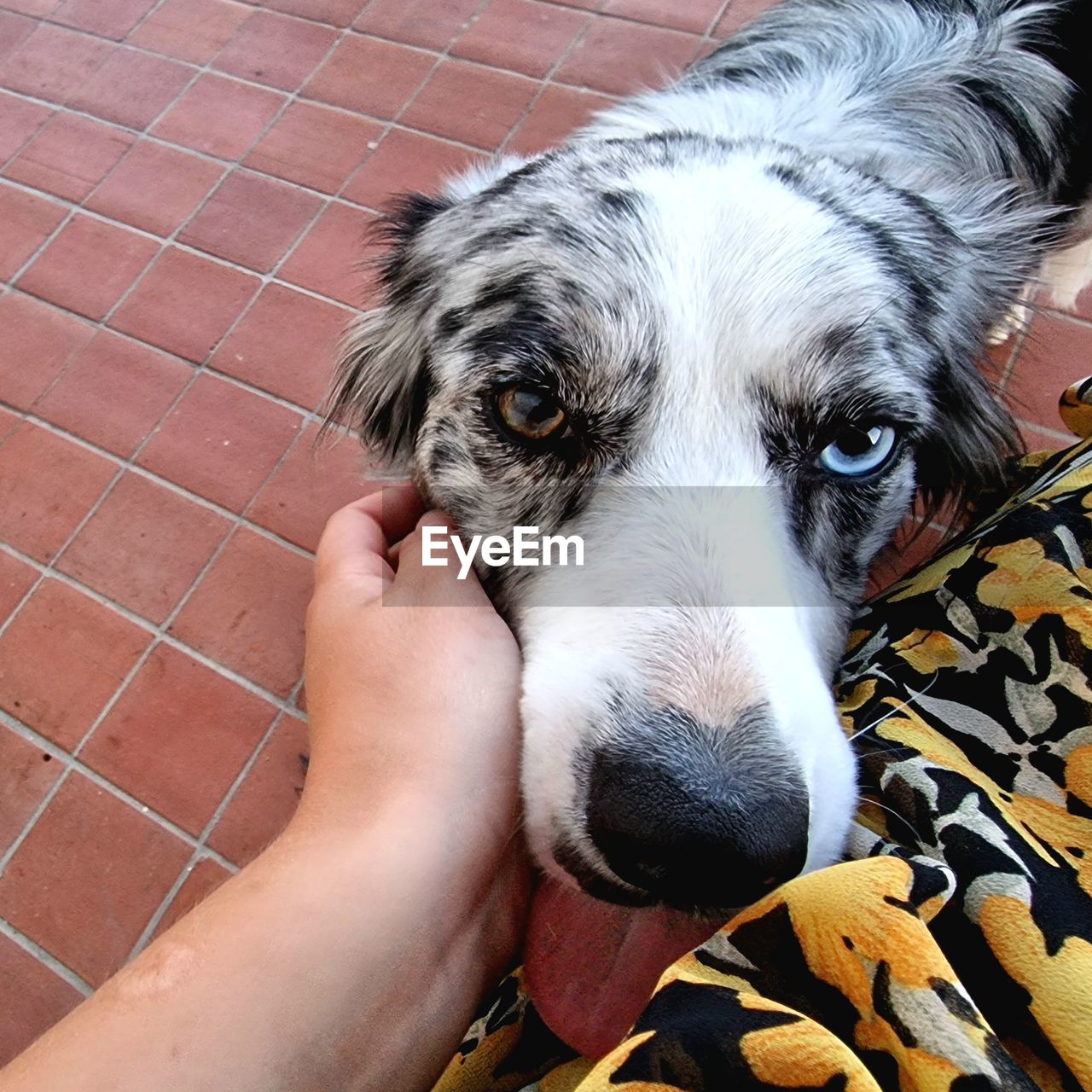 one animal, domestic animals, pet, canine, dog, mammal, animal themes, animal, hand, one person, personal perspective, high angle view, puppy, portrait, lifestyles, looking at camera, holding, animal body part, day, close-up