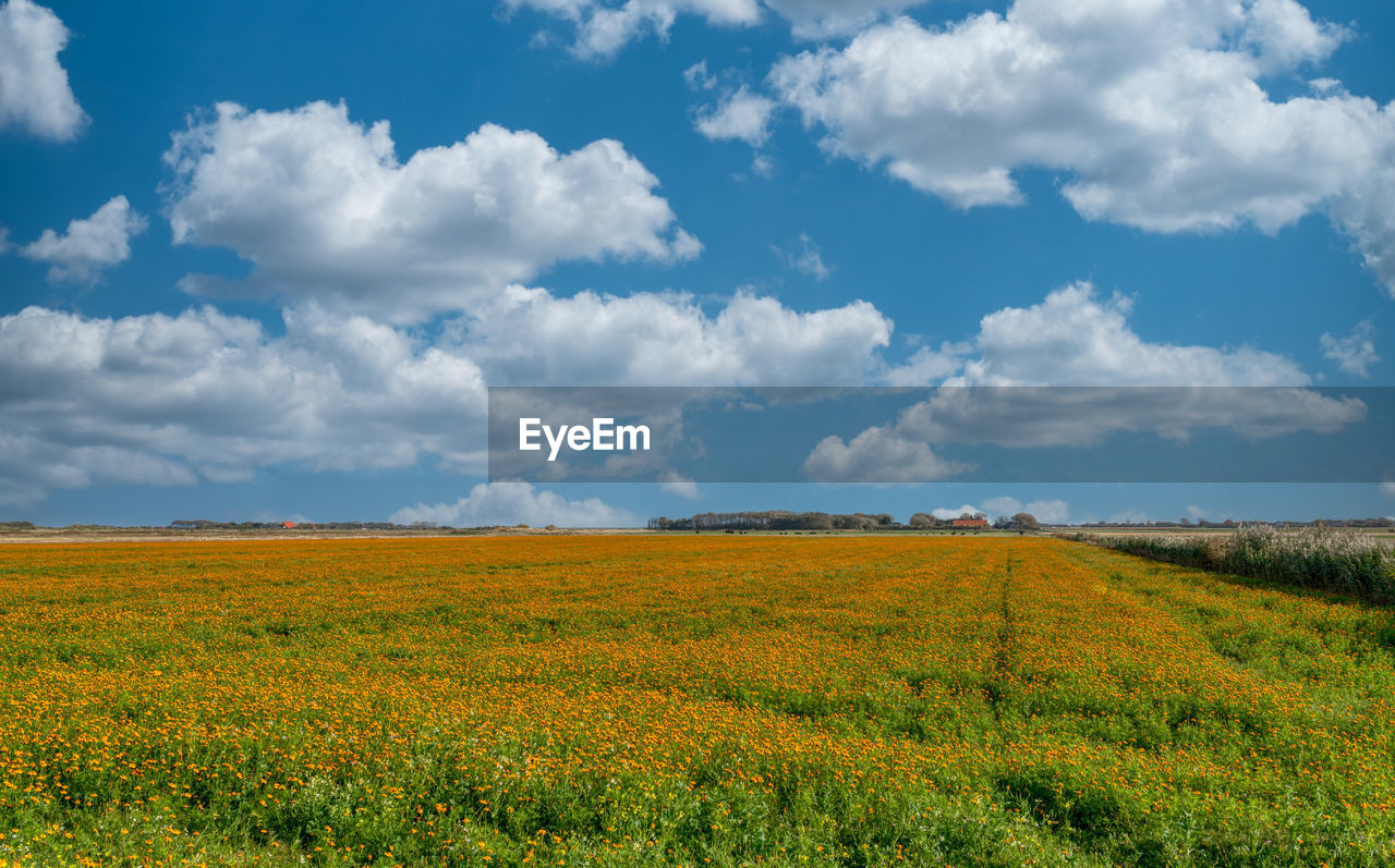 Scenic view of field against cloudy sky