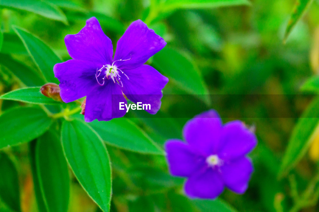 CLOSE-UP OF PURPLE FLOWER ON PLANT