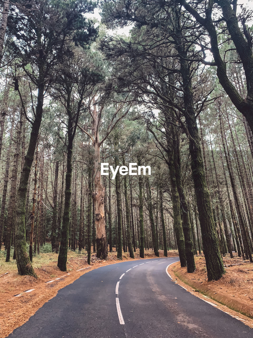 Empty road amidst trees in forest