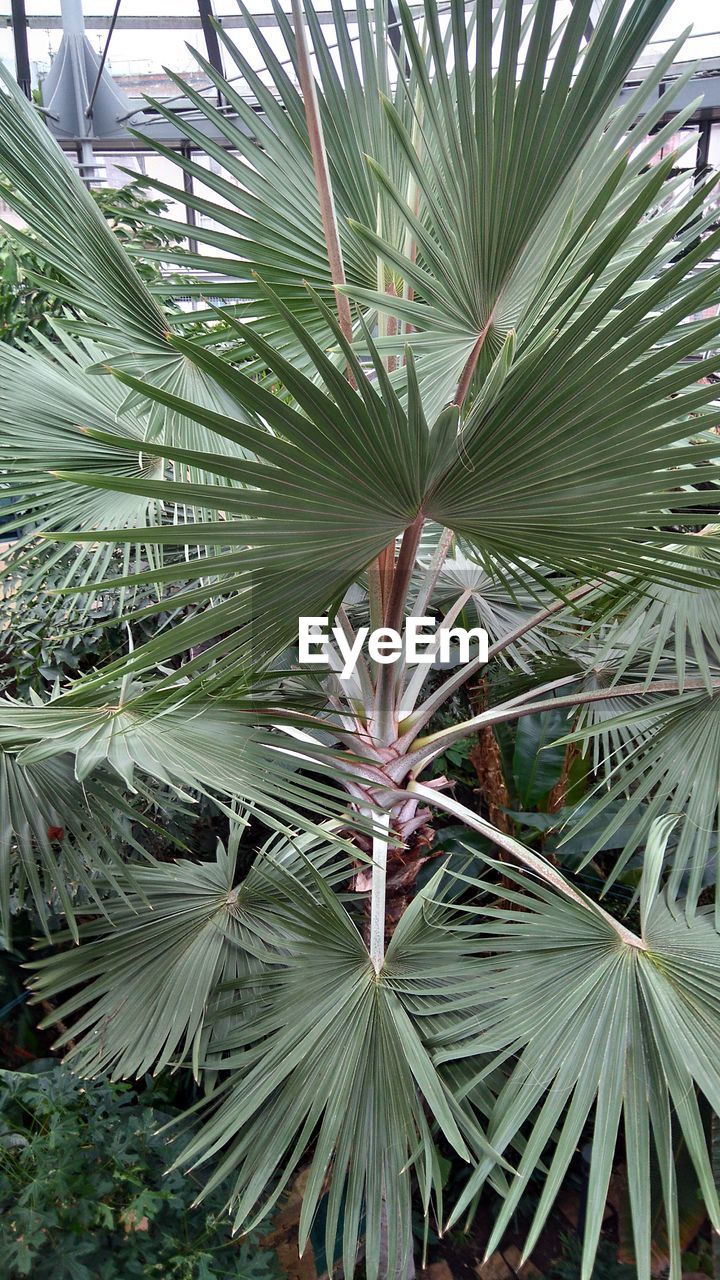 Close-up of palm leaves