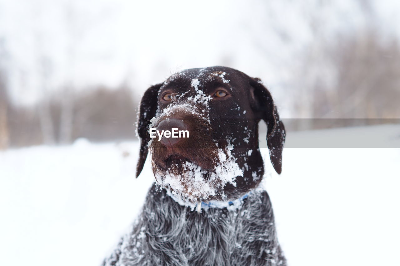 Close-up of a dog in snow