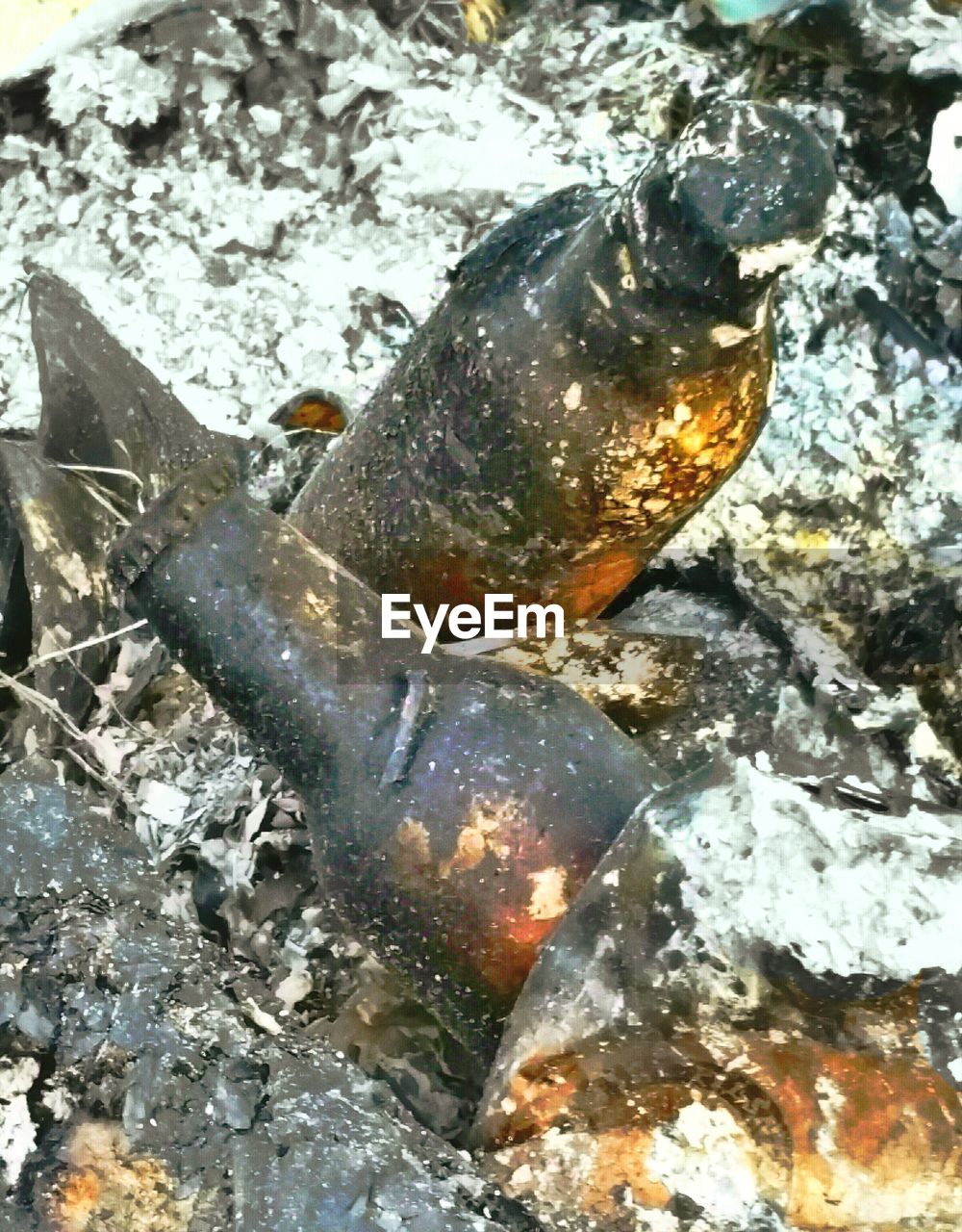 HIGH ANGLE VIEW OF SNAKE ON SEA SHORE