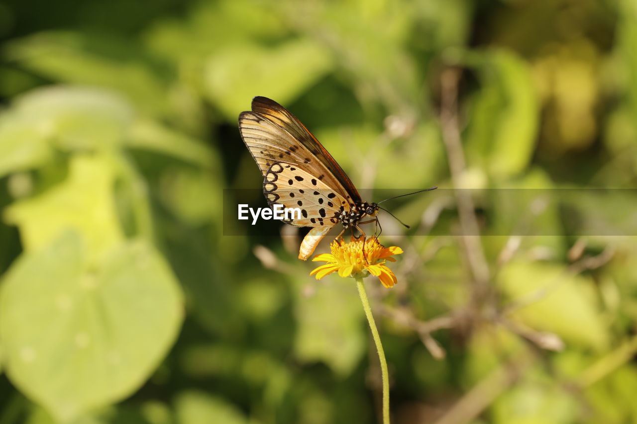 CLOSE-UP OF BUTTERFLY PERCHING ON FLOWER