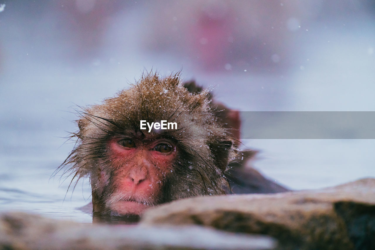 animal themes, animal, animal wildlife, macaque, mammal, wildlife, monkey, primate, one animal, old world monkey, nature, close-up, portrait, no people, animal body part, looking at camera, outdoors, ape, water, animal head, cold temperature, selective focus, winter, animal hair